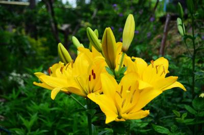 Прикрепленное изображение: DSC_0003_.jpg